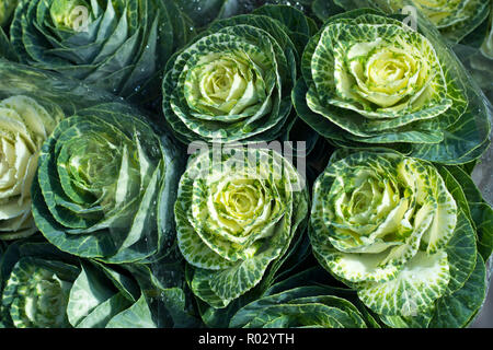 Le Brassica oleracea acephala ou chou vert et le chou vert plante décorative Banque D'Images