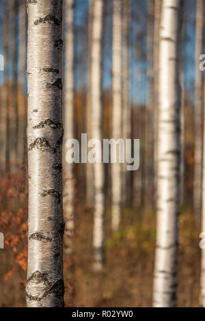 Automne forêt de bouleaux. L'accent sur tronc d'arbre sur la gauche. Profondeur de champ. Banque D'Images