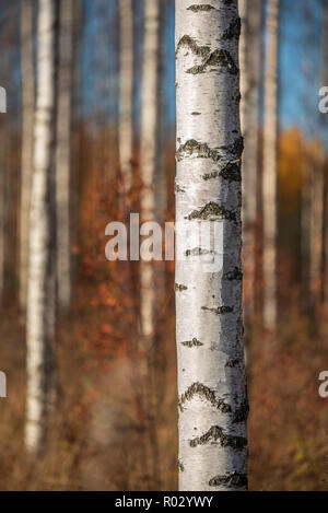 Automne forêt de bouleaux. L'accent sur tronc d'arbre. Profondeur de champ. Banque D'Images