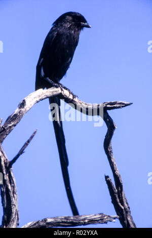 (Corvinella melanoleuca Longtailed migratrice), Central Kalahari Game Reserve, Ghanzi, Botswana, Africa Banque D'Images