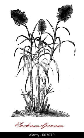 Gravure botanique vintage de la canne à sucre, Saccharum officinarum ou grande espèce d'herbe avec inflorescence terminale dans les pays tropicaux, de plus en plus utilisé pour produire du sucre Banque D'Images