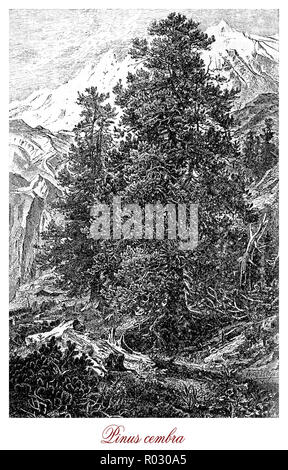 Gravure botanique vintage de Pinus sylvestris ou pin suisse, arbres d'ornement de l'Europe centrale dans les parcs et grands jardins où le climat est froid, il pousse jusqu'à hauteur de 25 à 35 mt. Banque D'Images