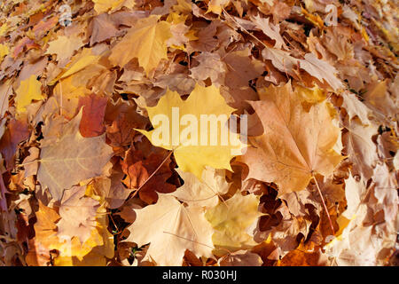 Gros plan de feuilles d'érable à feuilles gérables jaunes, brunes et orange tombées dans un motif tourbillonnant sur le sol, Vancouver, C.-B., Canada Banque D'Images