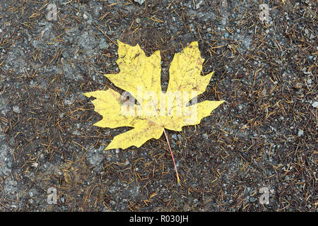 Close-up of a yellow bigleaf maple tree leaf allongé sur un sentier dans le parc régional Pacific Spirit, Vancouver, BC, Canada Banque D'Images