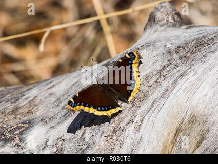 Papillon sur une journée pleine de soleil Banque D'Images