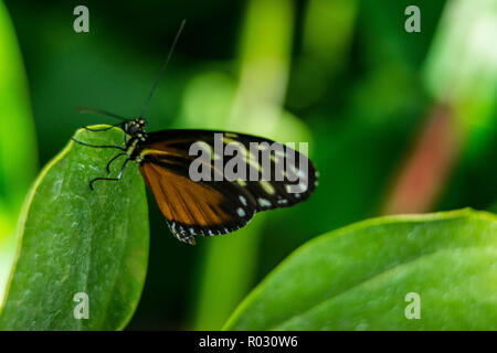 Papillon sur une journée pleine de soleil Banque D'Images