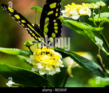 Papillon sur une journée pleine de soleil Banque D'Images