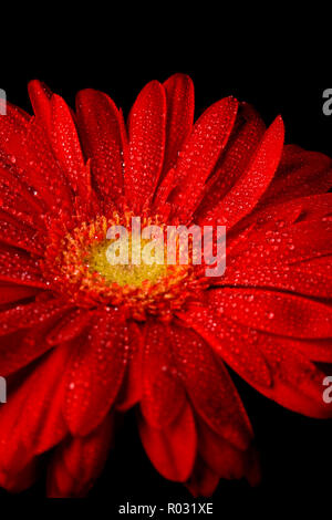 Fleur gerbera rouge avec de l'eau chute libre Banque D'Images