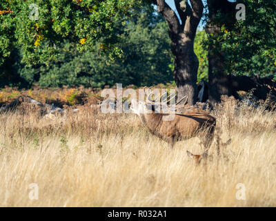 Red Deer Stag beuglant pendant le rut Banque D'Images