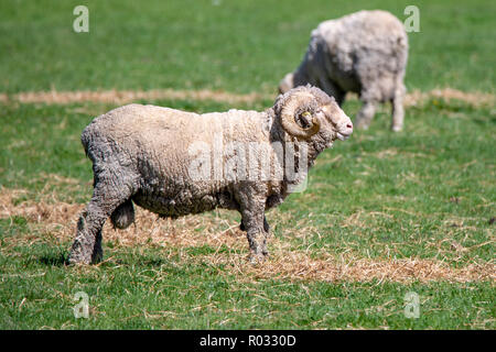 Un merino ram avec cornes bouclés recherche dans un champ à Canterbury, Nouvelle-Zélande Banque D'Images