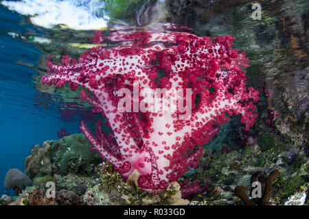 Une colonie de corail mou de Dendronephthya pousse dans les eaux peu profondes à Raja Ampat, en Indonésie. Cette région est connue pour sa biodiversité marine. Banque D'Images