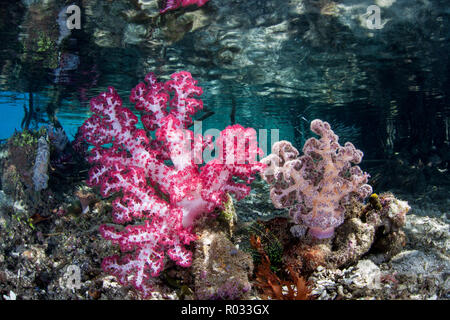 Une colonie de corail mou de Dendronephthya pousse dans les eaux peu profondes à Raja Ampat, en Indonésie. Cette région est connue pour sa biodiversité marine. Banque D'Images