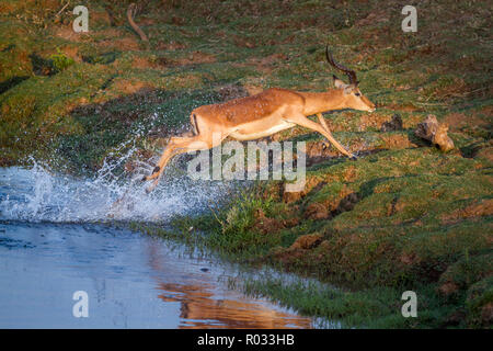 Impala commun dans le parc national Kruger, Afrique du Sud ; Espèce Aepyceros melampus famille des bovidés Banque D'Images