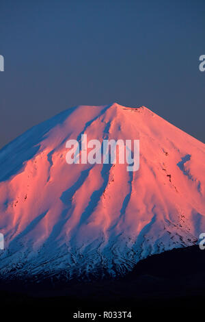 Alpenglow sur Mt Ngauruhoe à l'aube, Parc National de Tongariro, Central Plateau, North Island, New Zealand Banque D'Images