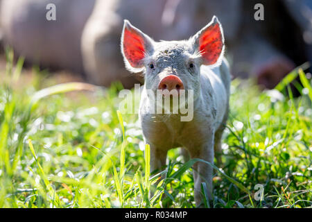 Un curieux petit porcelet a le soleil derrière lui, illuminant ses oreilles, dans un champ sur une variété de cochons en Nouvelle Zélande Banque D'Images