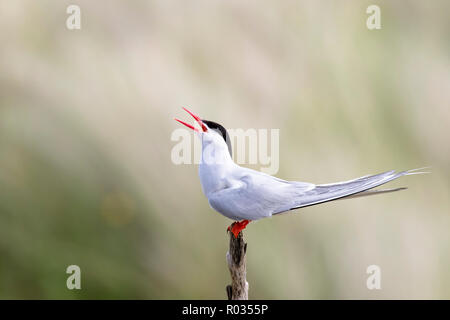 Une sterne arctique (Sterna paradisaea) appelant à sa sœur dans la colonie dans le Northumberland, en Angleterre. Banque D'Images