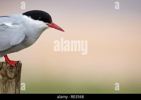 Portrait d'une sterne arctique (Sterna paradisaea), perché au bord de la colonie. Banque D'Images