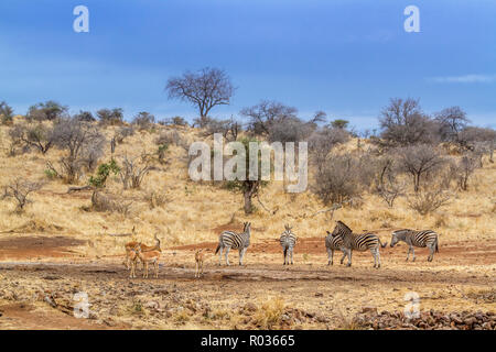 Zèbre des plaines en Kruger National Park, Afrique du Sud ; espèce Equus quagga burchellii famille des équidés Banque D'Images