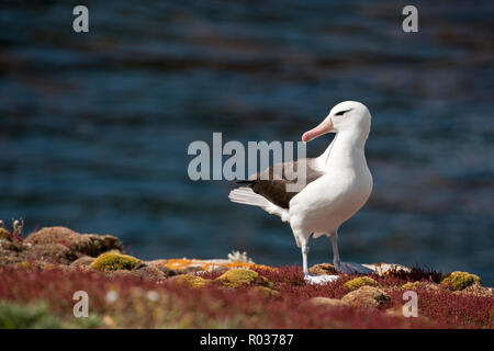 Mouette à sur le bord d'une falaise côtière. Banque D'Images