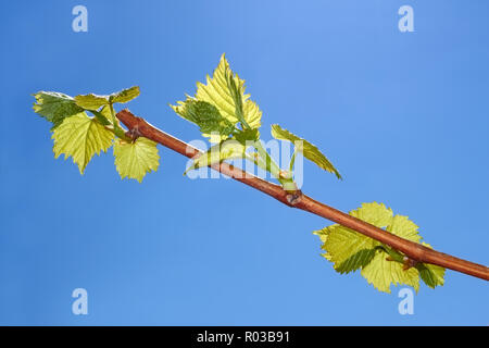 Les jeunes feuilles de raisins sur un fond de ciel bleu dans la saison du printemps Banque D'Images