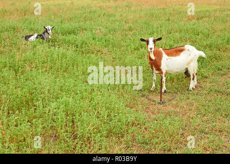 Deux chèvres brouter sur le pâturage en saison d'été Banque D'Images