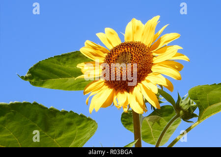 Le tournesol sur fond de ciel bleu aux beaux jours d'été close-up Banque D'Images