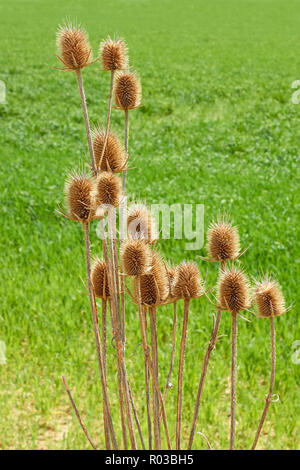 L'année dernière, les fleurs séchées chardon dans un contexte de champ vert printemps Banque D'Images