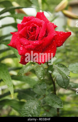 Floraison rose rouge dans parterre après la pluie avec des gouttes d'eau. Close-up Banque D'Images