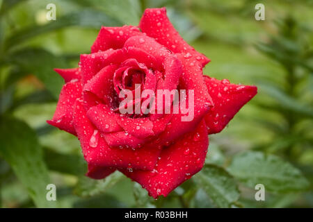 La floraison des roses en parterre de fleurs après la pluie avec des gouttes d'eau. Close-up Banque D'Images