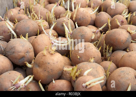 Avec les choux Pommes de terre tubercules germent avant la plantation dans le sol au printemps Banque D'Images