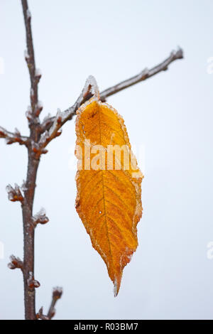 Des feuilles du cerisier jaune solitaire couverte de givre blanc suspendu à une branche contre ciel d'hiver Banque D'Images