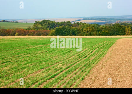 Paysage d'automne en milieu rural. Bords de champs de blé semé près de la forêt Banque D'Images