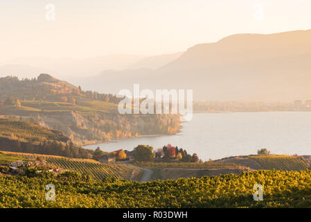 Vue du coucher de soleil d'automne du lac Okanagan, vignes et Munson montagne près de Penticton Banque D'Images