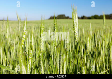 Paysage estival de champ de blé agricoles avec des céréales, ciel bleu Banque D'Images