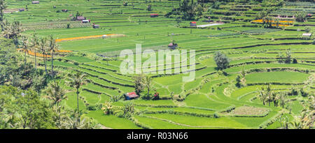 Panorama d'un champ de riz en terrasses sur Bali, Indonésie Banque D'Images