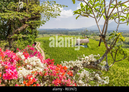 Fleurs en face d'un champ de riz en Bali, Indonésie Banque D'Images