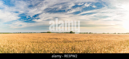 Champ de blé. Des épis de blé d'or close up. La belle nature paysage Coucher du soleil. Paysage rural sous la lumière du soleil brillant. Contexte de la maturation des oreilles Banque D'Images