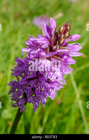 Close up d'une orchidée (Dactylorhiza fuchsii tacheté) capitule. Banque D'Images