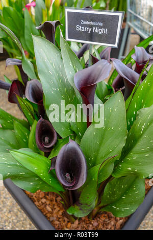 Zantedeschia "Nuit étoilée" Banque D'Images