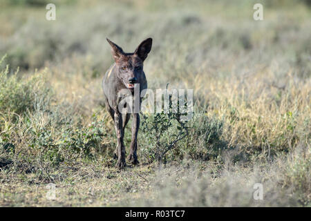 Chien sauvage d'Afrique (Lycaon pictus) marche sur la savane, looking at camera, zone de conservation de Ngorongoro, en Tanzanie. Banque D'Images