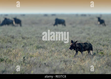 Chien sauvage d'Afrique (Lycaon pictus) marche sur la savane, à la recherche de proies, surveillée par le Gnou bleu (Connochaetes taurinus), Ngorongoro Conservation ar Banque D'Images