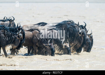 Le Gnou bleu (Connochaetes taurinus) lors de la migration, de boire d'un lac dans les plaines du sud, Ngorongoro Conservation Area, Tanzani Banque D'Images