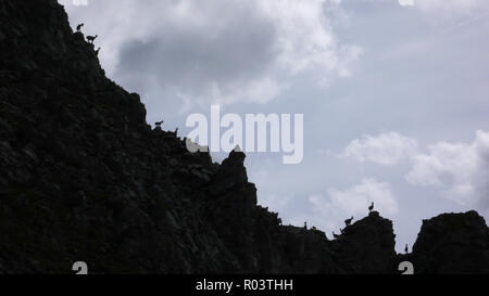 Beaucoup de jeunes ou d'une chèvre de montagne alpine ibex en silhouette debout sur une crête de montagne dentelée Banque D'Images