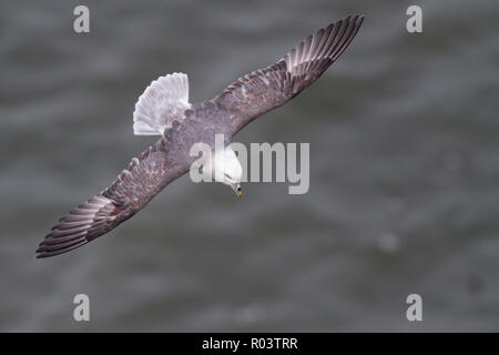 A Northern Fulmar (Fulmarus glacialis) planeur sur la mer et les falaises le long de la mer du nord du Pays de Galles. Banque D'Images