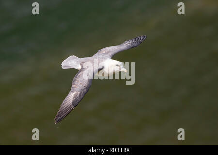 A Northern Fulmar (Fulmarus glacialis) planeur sur la mer et les falaises le long de la mer du nord du Pays de Galles. Banque D'Images