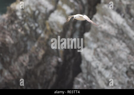 A Northern Fulmar (Fulmarus glacialis) planeur sur la mer et les falaises le long de la mer du nord du Pays de Galles. Banque D'Images