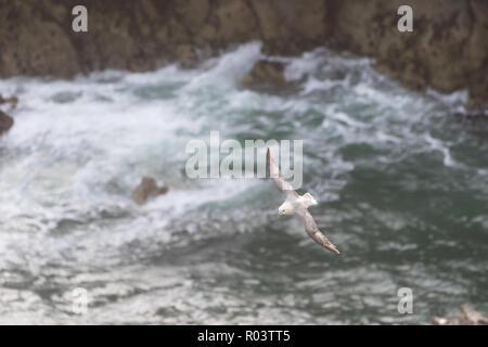 A Northern Fulmar (Fulmarus glacialis) planeur sur une mer rugueuse dans le chaud soleil du soir, au nord du Pays de Galles. Banque D'Images