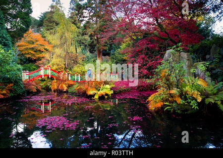 30/07/18 juste à temps pour l'Halloween, une émeute d'automne couleur rouge sang encadre la Chine Jardin à Biddulph Grange Jardin, Staffordshire. Tous droits Banque D'Images