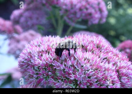 Bouquet de fleurs violettes avec une abeille dans le milieu Banque D'Images