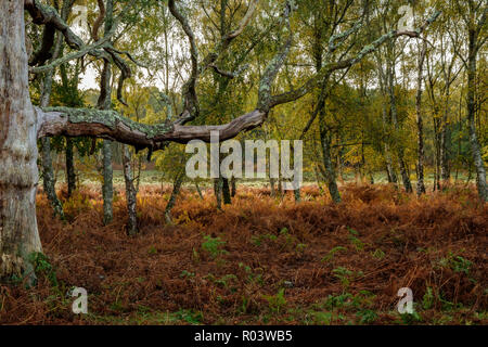 Hêtre et bouleau verruqueux Denny Wood Le nouveau Forest Hampshire England UK Banque D'Images